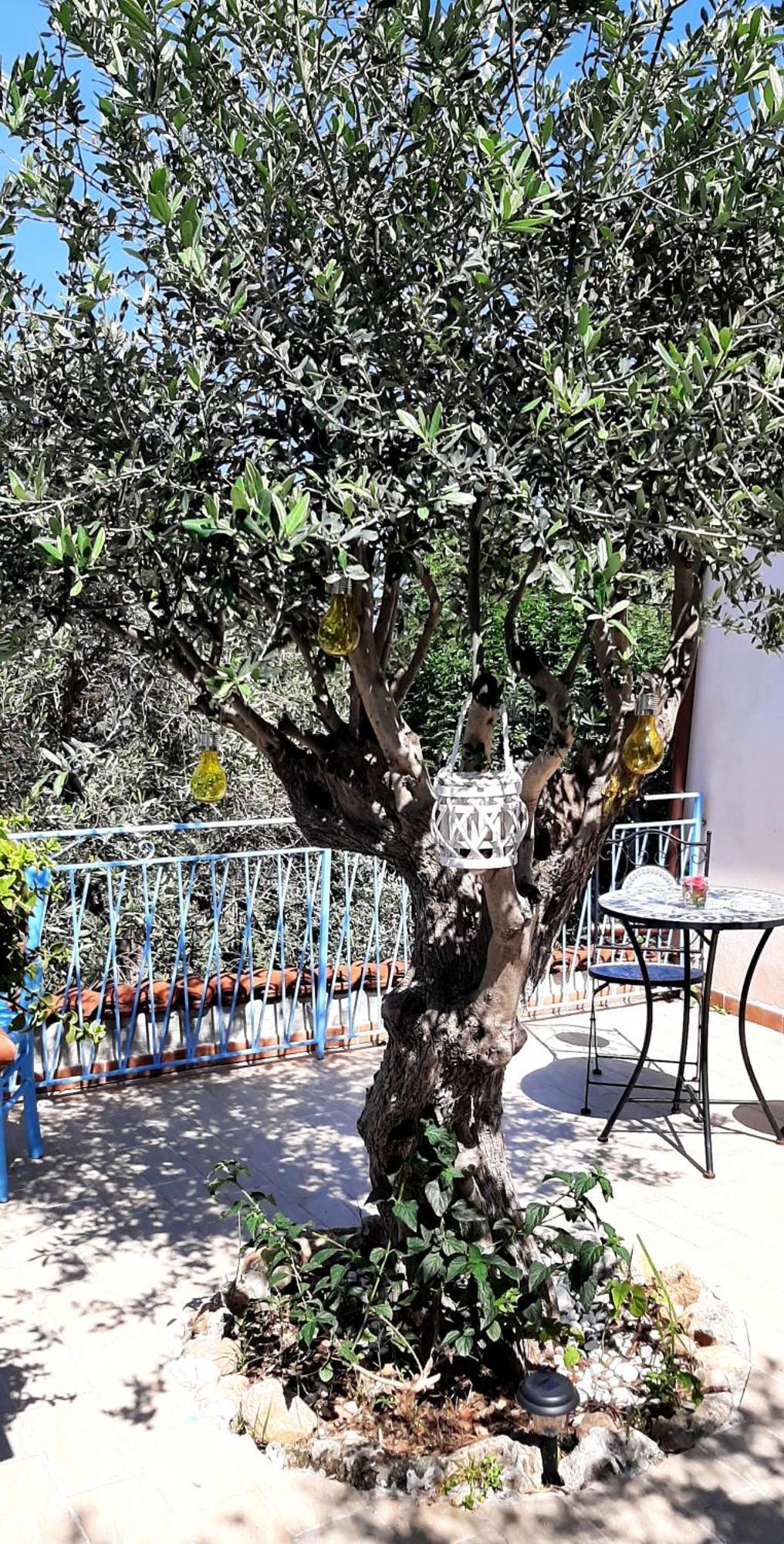 La Casetta Degli Ulivi Palermo Bagian luar foto